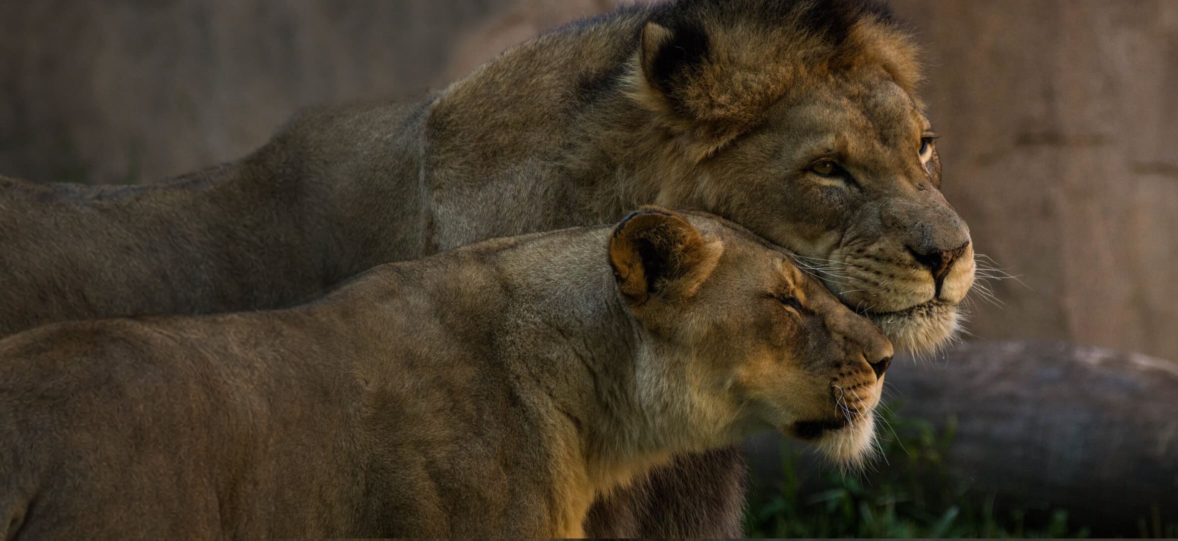 Love. Tender. Affection. Couple of lions.