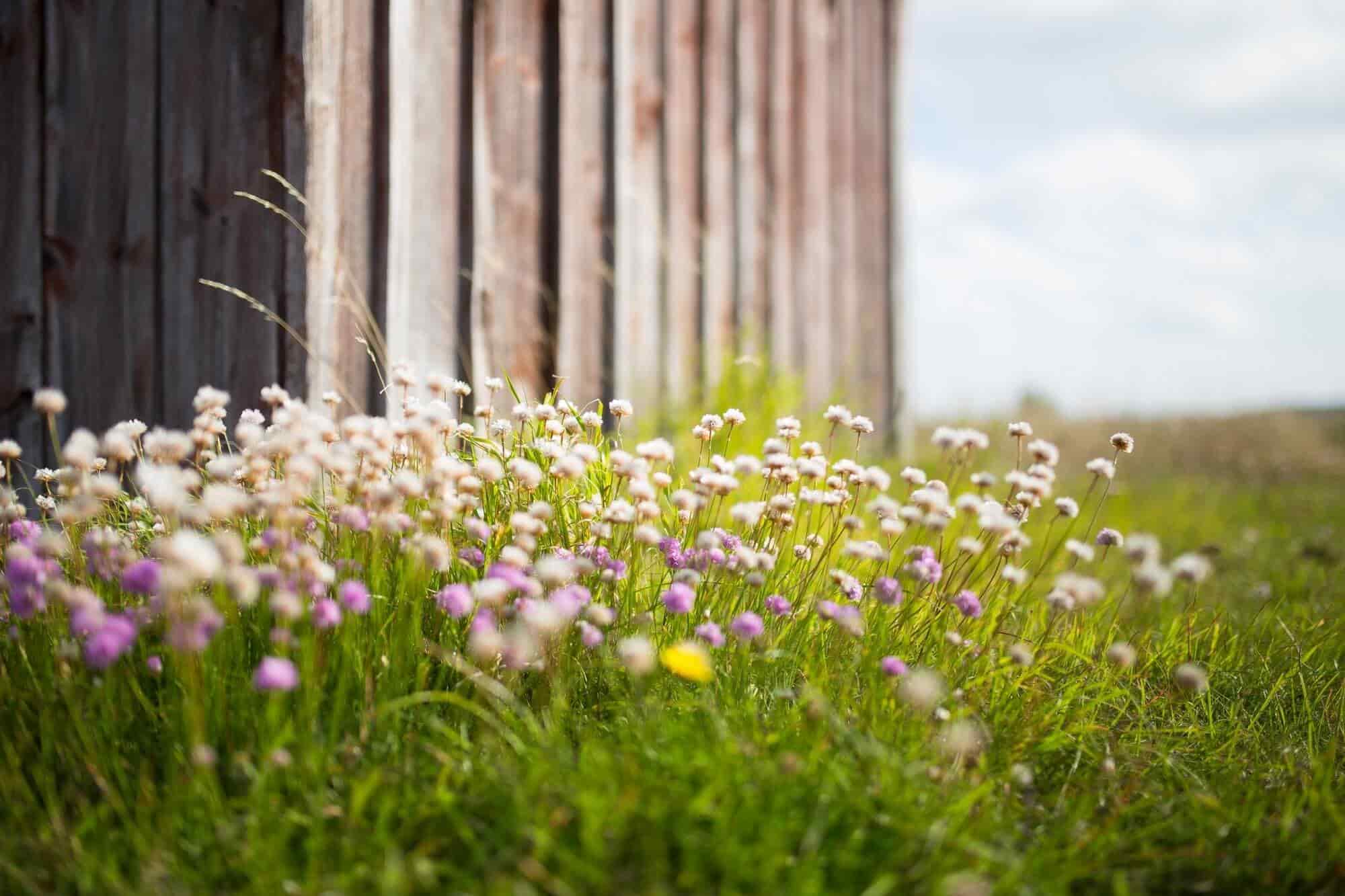 Flowers and grass 